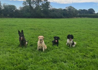 Natalie Carey Dog Training - ready to go