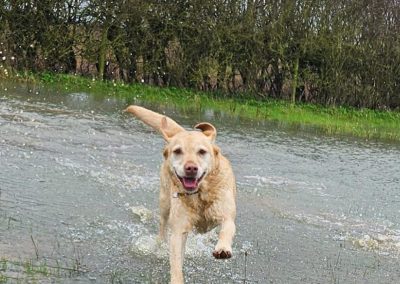 Natalie Carey Dog Training Services - Splashing around
