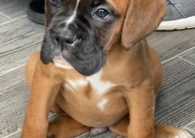 Natalie Carey Dog Training Services - Puppy Training