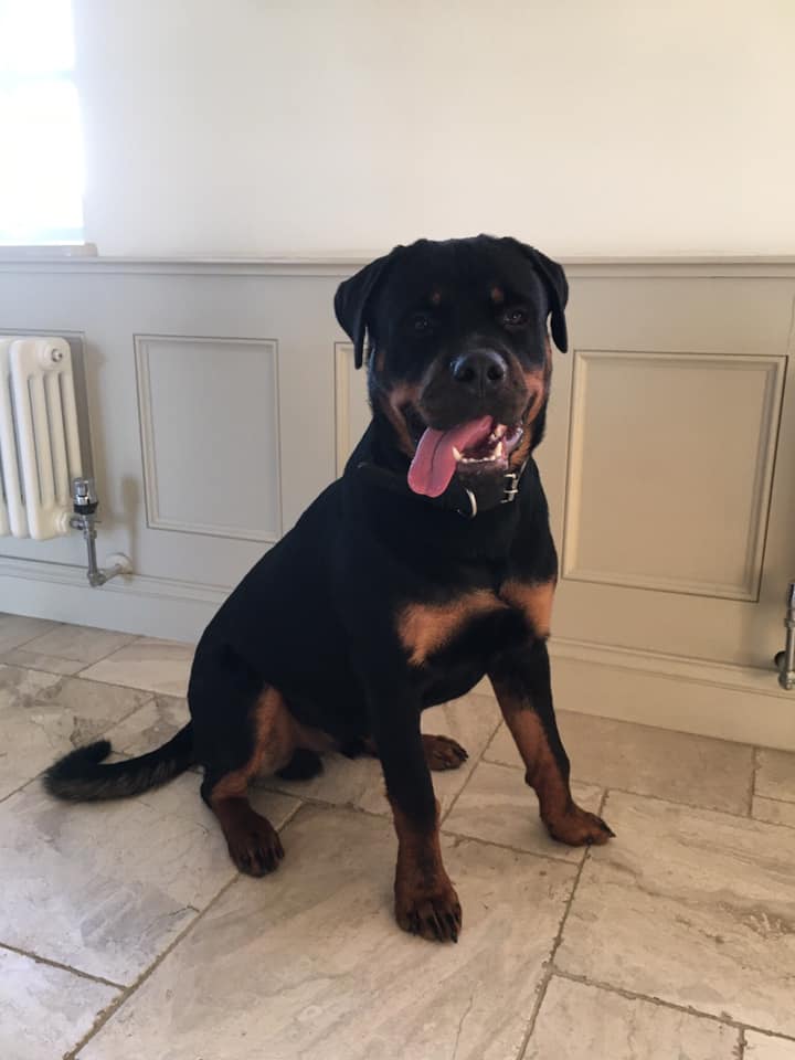 Natalie Carey Dog Training Services - At Home Training