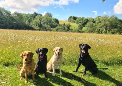 Natalie Carey Dog Training Services - having fun