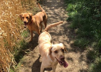 Natalie Carey Dog Training Services - Having fun