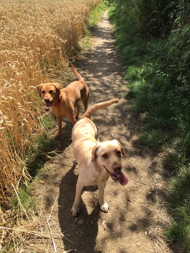 Natalie Carey Dog Training Services - Having fun