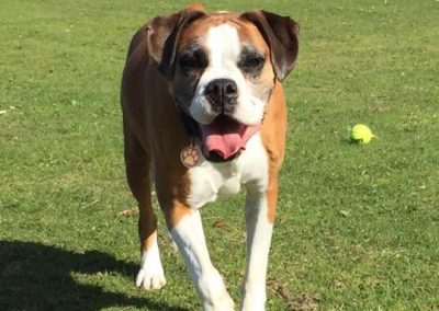 Natalie Carey Dog Training Services - Having fun