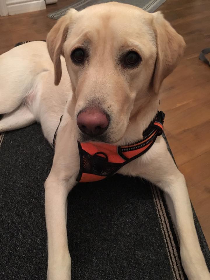 Natalie Carey Dog Training Services - At Home Training