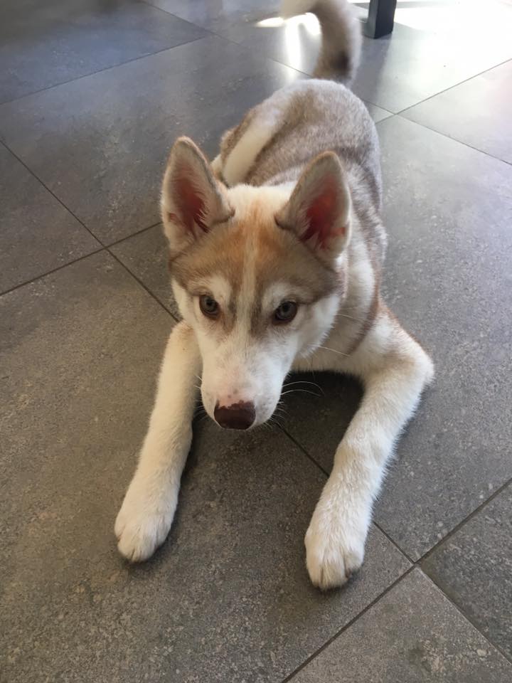 Natalie Carey Dog Training Services - At Home Training