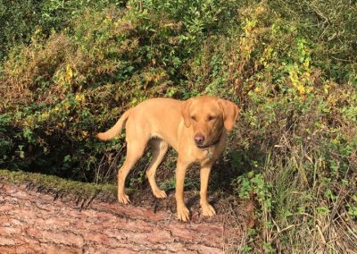 Natalie Carey Dog Training Services - Dog Training