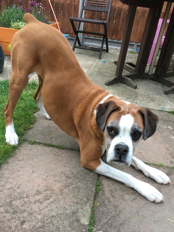 Natalie Carey Dog Training - Roxxi