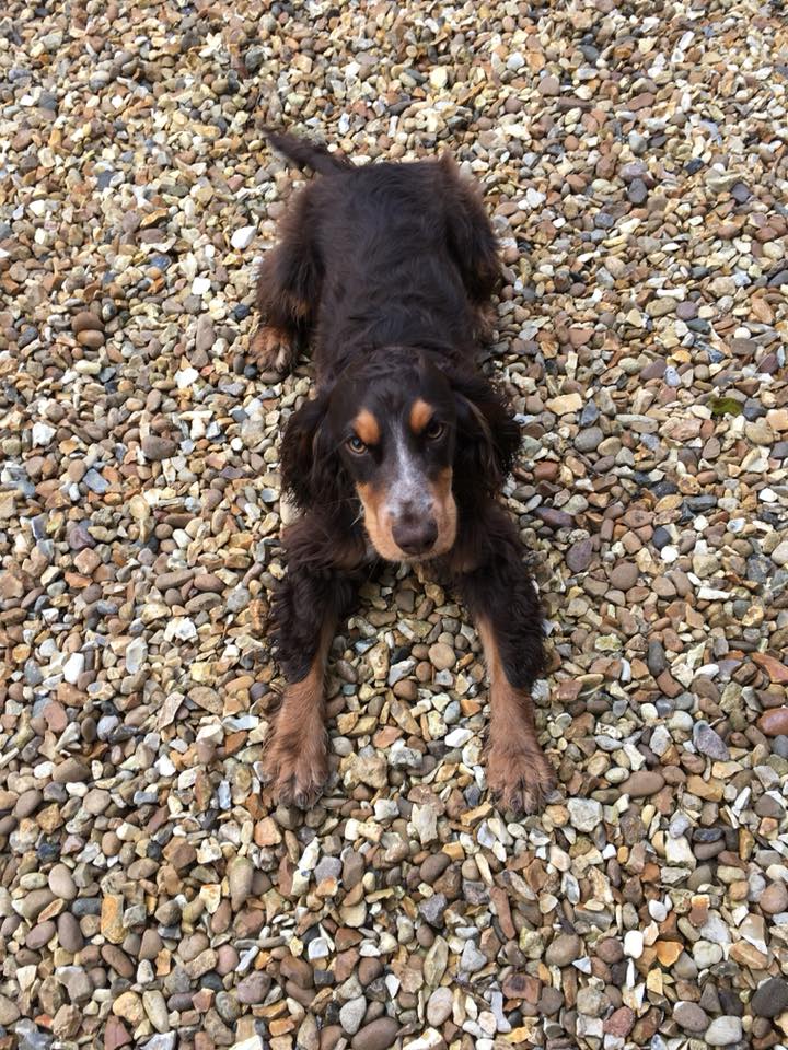 Natalie Carey Dog Training Services - Dog Training