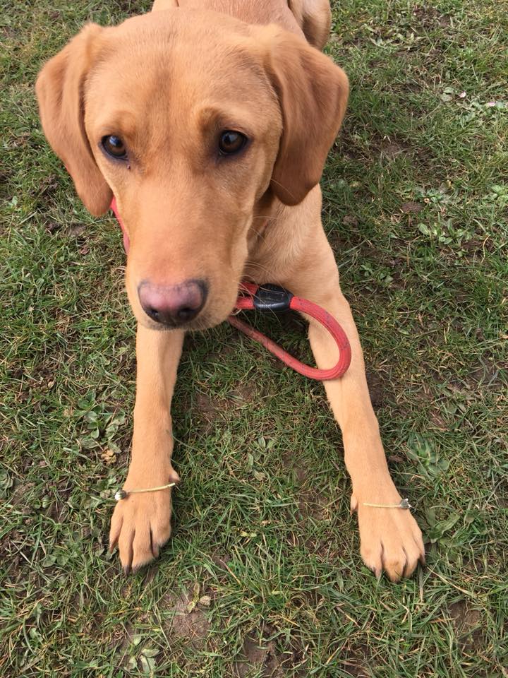 Natalie Carey Dog Training Services - Puppy Training