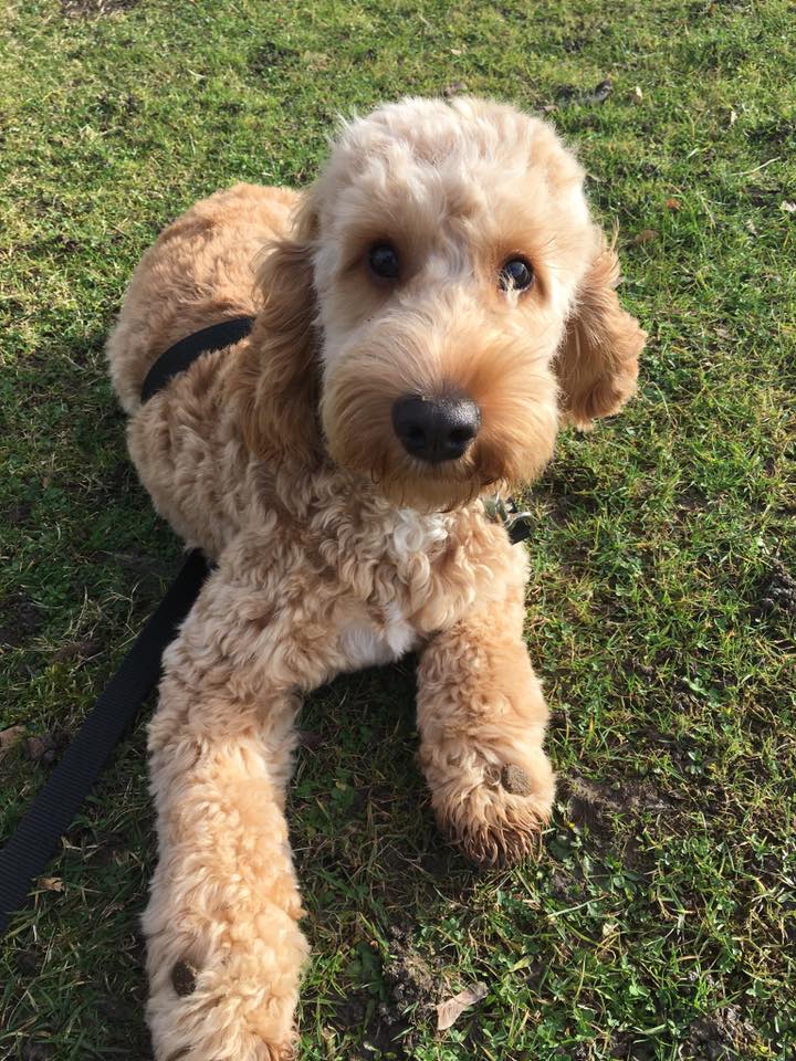 Natalie Carey Dog Training Services - Puppy Training