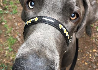 Natalie Carey Dog Training Services - Focus