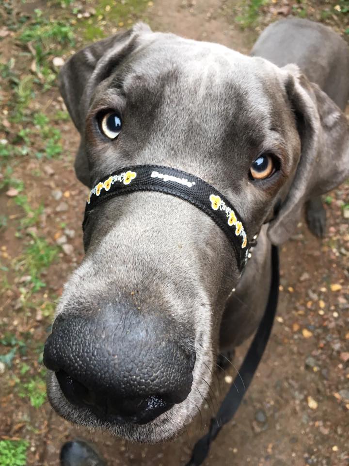 Natalie Carey Dog Training Services - Focus