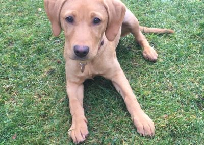 Natalie Carey Dog Training - Puppy Training