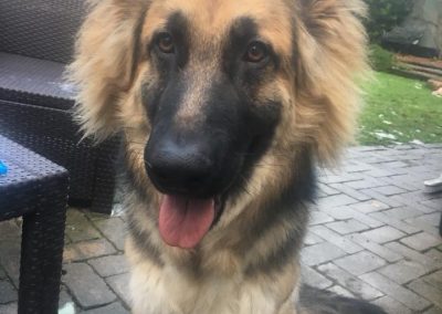 Natalie Carey Dog Training - At Home Training