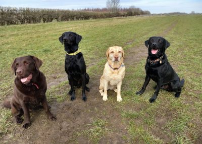 Natalie Carey Dog Training Services - having fun