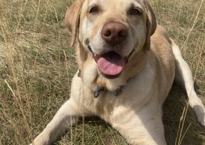 Natalie Carey Dog Training Services - Having fun