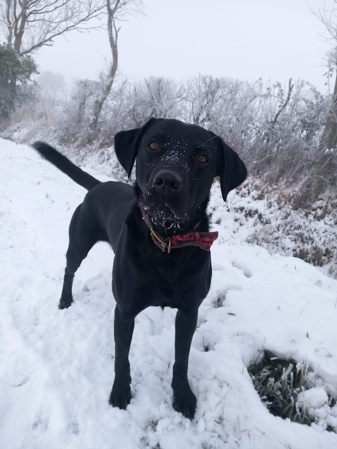 Natalie Carey Dog Training Services - Fun in the snow