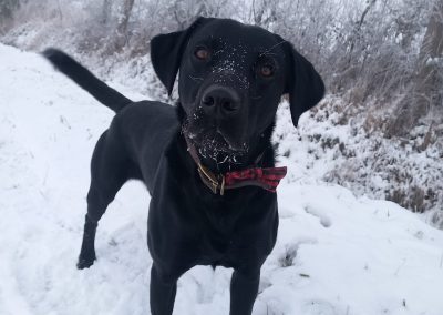 Natalie Carey Dog Training Services - Fun in the snow