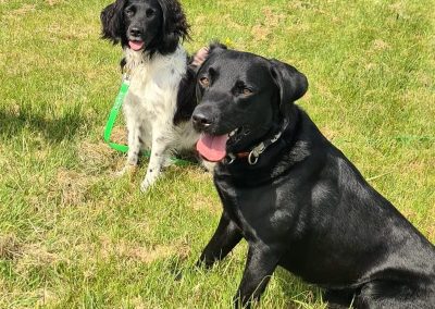 Natalie Carey Dog Training - Having fun