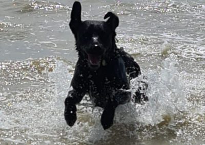 Natalie Carey Dog Training Services - Splashing around