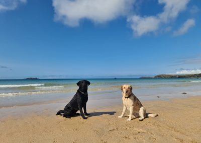 Natalie Carey Dog Training - Having fun at the Beach