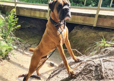 Natalie Carey Dog Training Services - having fun