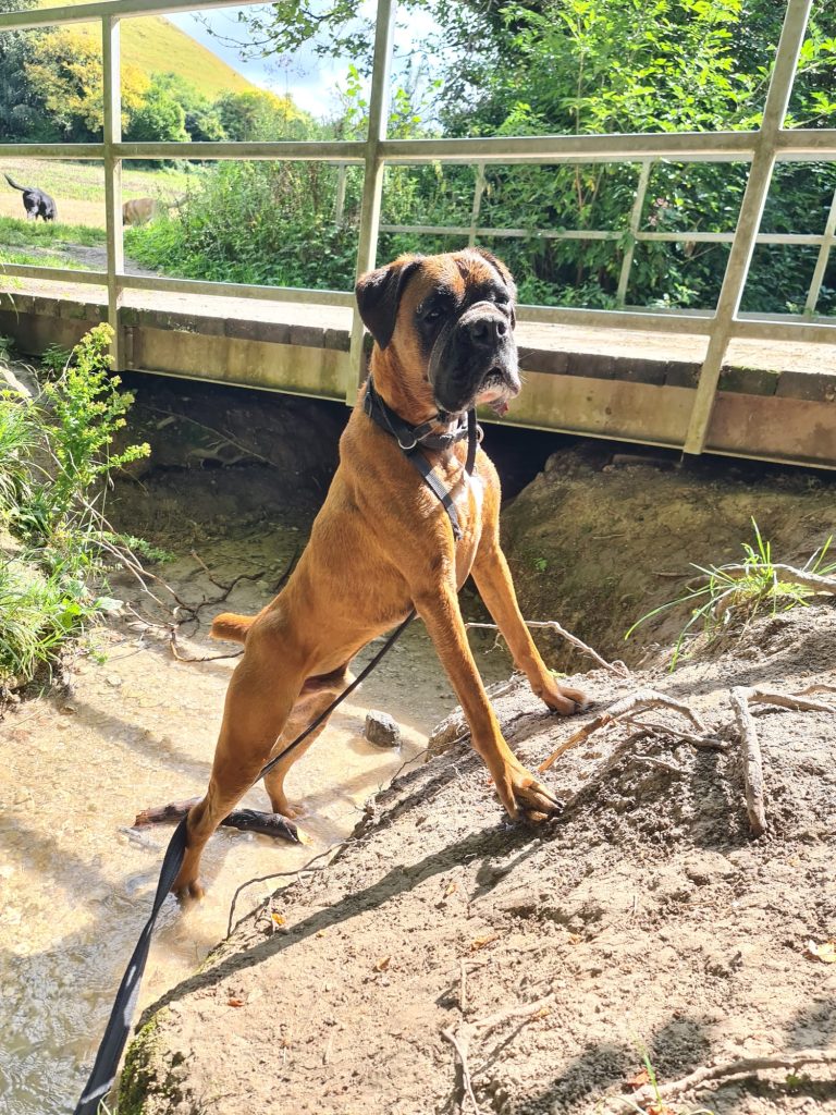 Natalie Carey Dog Training Services - having fun