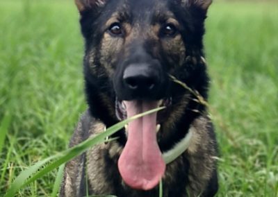 Natalie Carey Dog Training - Having fun