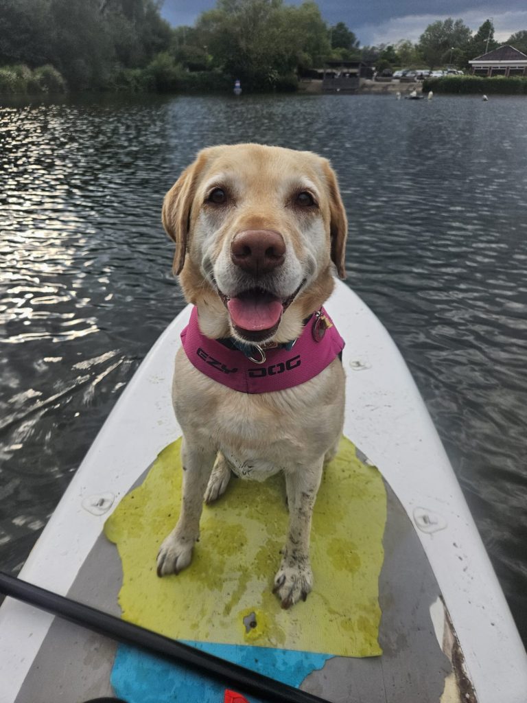 Natalie Carey Dog Training - Paddle Boarding