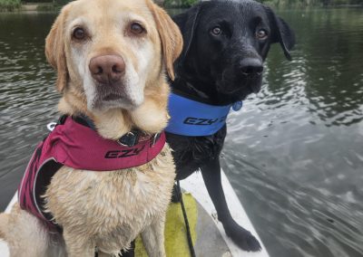 Natalie Carey Dog Training - Paddle Boarding