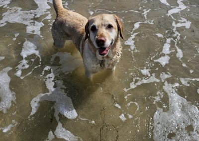 Natalie Carey Dog Training – Having fun in the sea