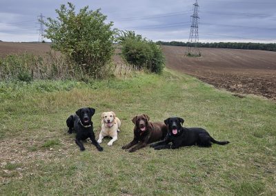 Natalie Carey Dog Training - a well earned rest