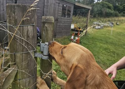 Natalie Carey Dog Training – Scent Work Classes