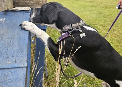Natalie Carey Dog Training – Scent Work Classes