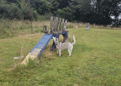 Natalie Carey Dog Training – Scent Work Classes