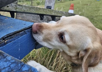 Natalie Carey Dog Training – Scent Work Classes