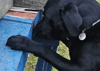 Natalie Carey Dog Training – Scent Work Classes