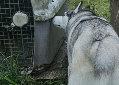 Natalie Carey Dog Training – Scent Work Classes