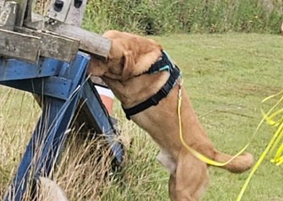 Natalie Carey Dog Training – Scent Work Classes