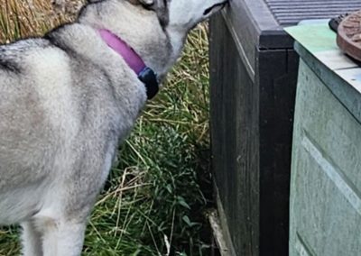 Natalie Carey Dog Training – Scent Work Classes