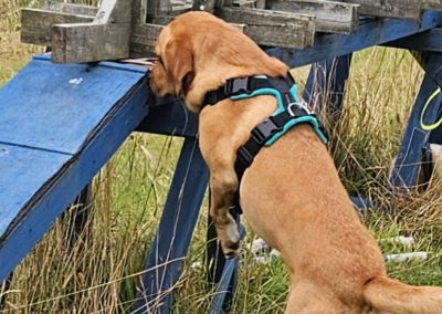 Natalie Carey Dog Training – Scent Work Classes