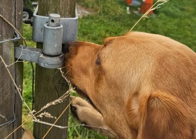 Natalie Carey Dog Training – Scent Work Classes