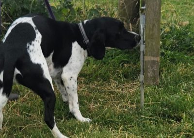 Natalie Carey Dog Training – Scent Work Classes