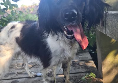 Natalie Carey Dog Training – Scent Work Classes