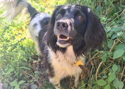 Natalie Carey Dog Training – Scent Work Classes