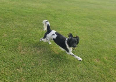 Natalie Carey Dog Training – Having fun