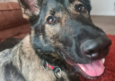 Natalie Carey Dog Training – At Home Training