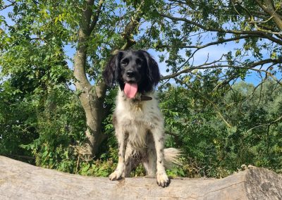 Natalie Carey Dog Training – Scent Work Classes