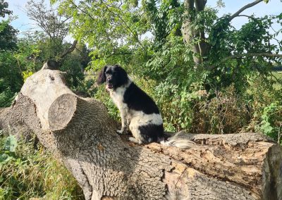 Natalie Carey Dog Training – Scent Work Classes